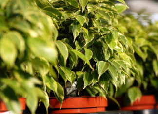 Ficus Beniamina 801 0 Ficus Beniamina_ok